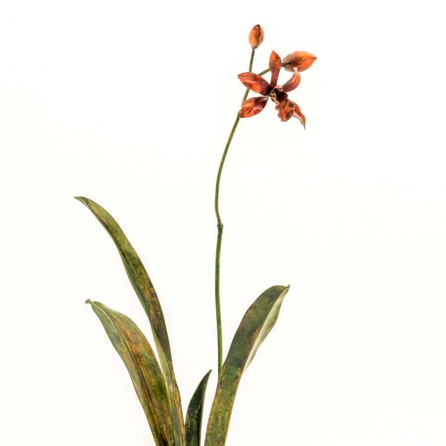 Tall Thin Cymbidium Orchid #18 – SOLD