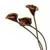 copperflora copper lilies