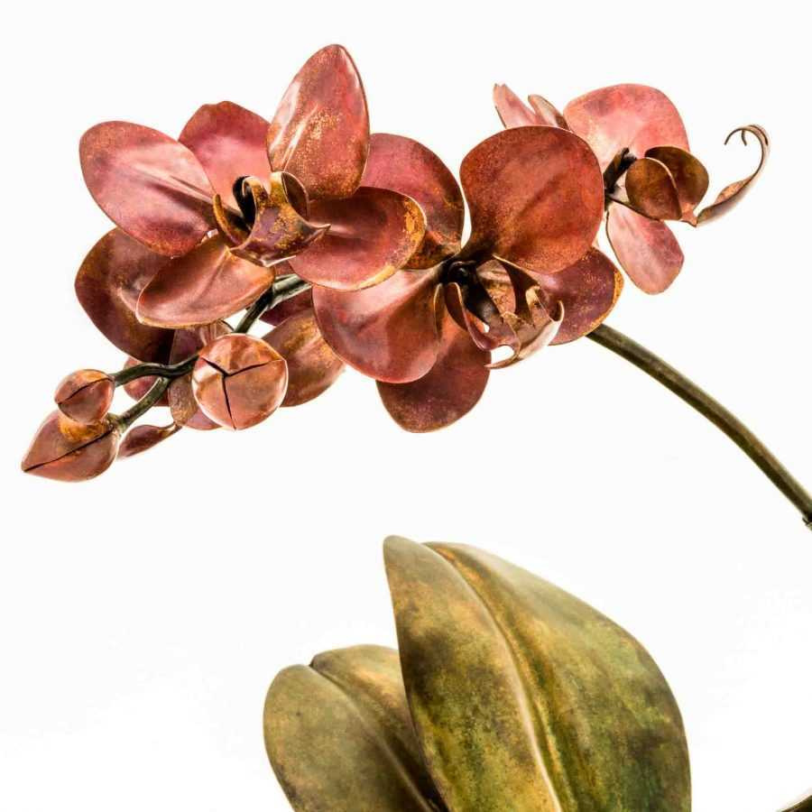 copper phalaenopsis orchid