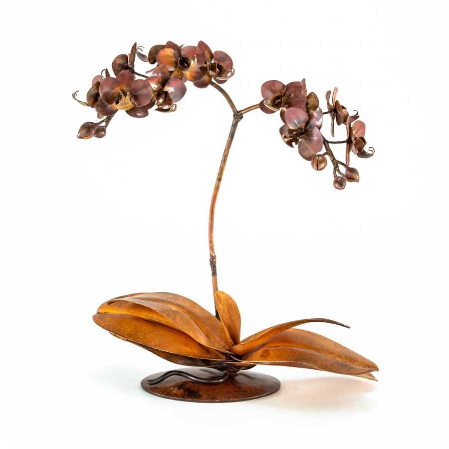 Branched Phalaenopsis #85