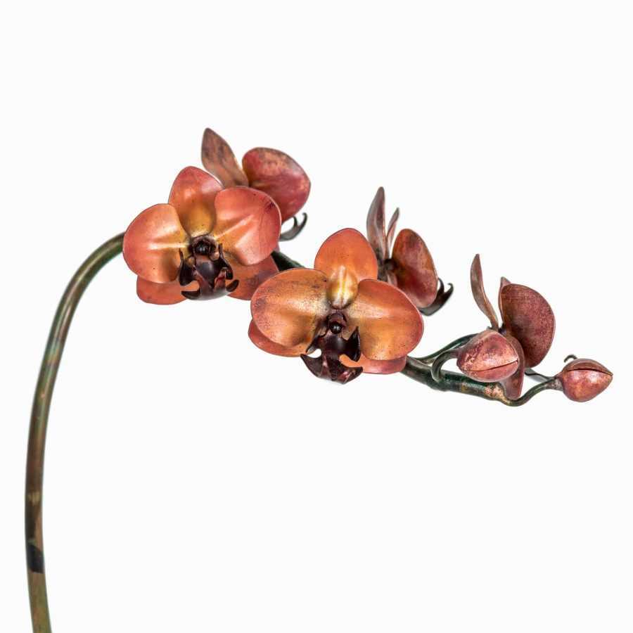 Coral & Wine Phalaenopsis Orchid #223